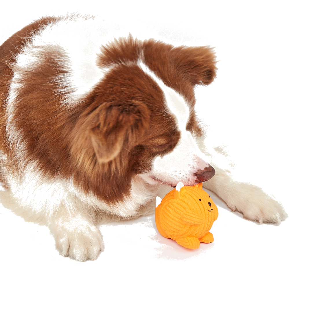 שועל מצפצף מלטקס – תמונה 2